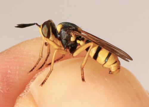 Leopoldius diadematus